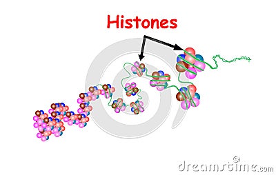 Histone in the structure of DNA. genome sequence. Telo mere is a repeating sequence of double-stranded DNA located at the ends of Vector Illustration