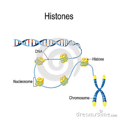 Histones. Schematic representation shows the organization and packaging of genetic material in Chromosome Vector Illustration