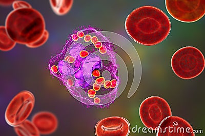 Histoplasma capsulatum fungus inside a macrophage cell, 3D illustration Cartoon Illustration