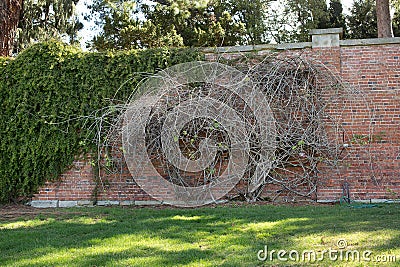 Historic Arthur Wall built by convicts in 1830 as a heated wall, Hobart Editorial Stock Photo