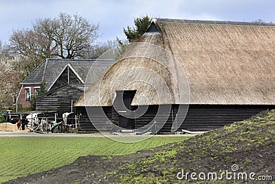 Historic farm and some cows in Orvelte Stock Photo