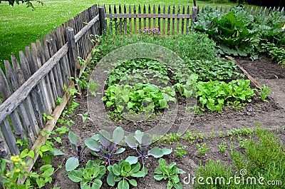 Historic garden behind a low wooden fence in the shape of a square. people grow cabbage, cabbage, kohlrabi, rhubarb, chives and ot Stock Photo