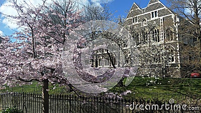Otago University Archway Buildings and Cherry Blossoms Stock Photo