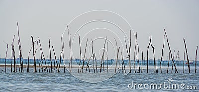 Historical construction out of branches in the sea, Weather fishery, old historical fishing technique, Bergse diepsluis, Stock Photo