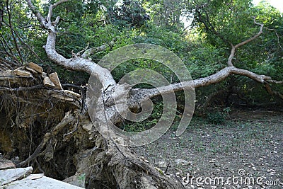 Historical place of kutch, Gujarat, India, Natural green tree, use for background Editorial Stock Photo