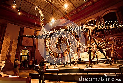 Historical skeletons of Brachiosaurus and Diplodocus in Dinosaur Hall Editorial Stock Photo