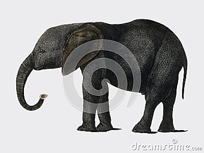 The History of the Earth and Animated Nature 1848 by Oliver Goldsmith 1728-1774, a portrait of a dark grey elephant. Digitally Vector Illustration