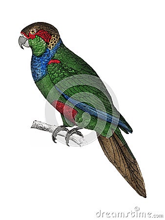 The History of the Earth and Animated Nature by Oliver Goldsmith 1774, a rare antique handcolored tableau of two parakeets. Digi Vector Illustration