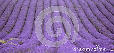 Hitchin lavender field, England Stock Photo