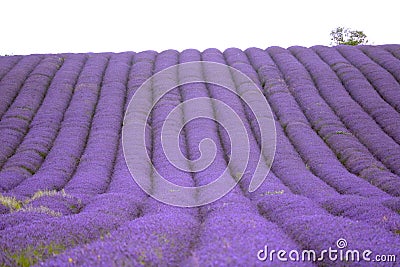 Hitchin lavender field, England Stock Photo