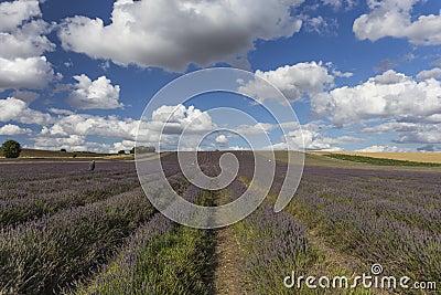 Hitchin Lavender Fields Stock Photo