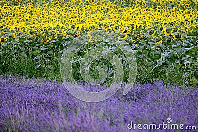 Hitchin lavender and sunflower field, England Stock Photo