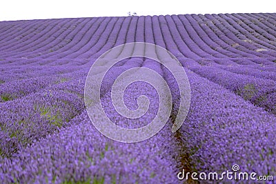 Hitchin lavender and sunflower field, England Stock Photo