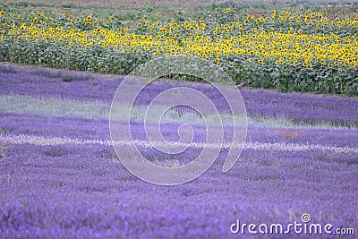 Hitchin lavender and sunflower field, England Stock Photo