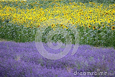 Hitchin lavender and sunflower field, England Stock Photo