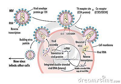 HIV virus Vector Illustration