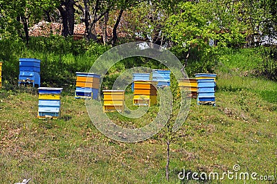 Hive Stock Photo