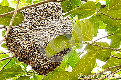 Hive of bees Stock Photo