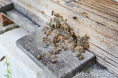 Hive with bees Stock Photo