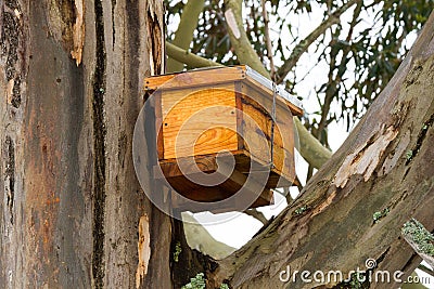Catch bee hive in tree near George South Africa Stock Photo