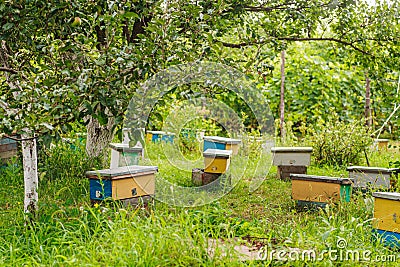 hive swarm, to make increase from colony, make up a nucleus, rearing, rotating brood, to run a bee-yard Stock Photo