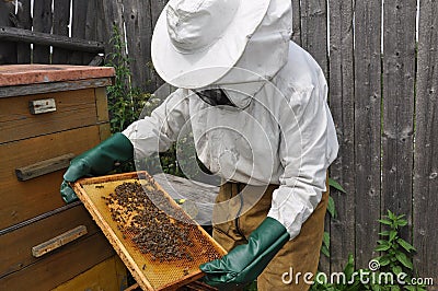 The hiver with bees Stock Photo