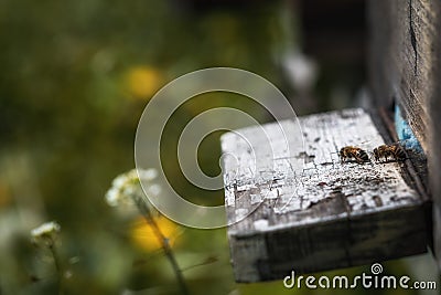 Hives in decline with few bees left alive after the Colony collapse disorder and other diseases Stock Photo