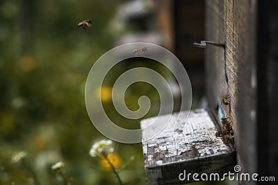 Hives in decline with few bees left alive after the Colony collapse disorder and other diseases Stock Photo