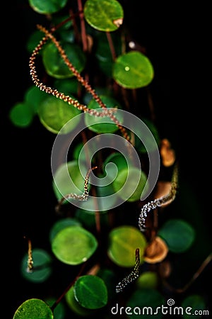 Dichondra repens Centavito - Penny Plant Stock Photo