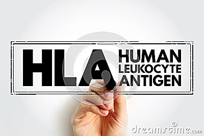 HLA Human Leukocyte Antigen - complex of genes on chromosome 6 in humans which encode cell-surface proteins, acronym text stamp Stock Photo