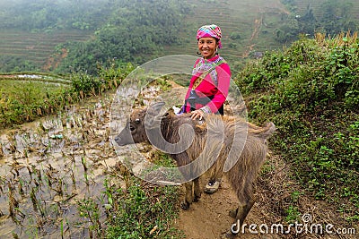 A Hmong lady with a baby buffalo, Sapa, Vietnam Editorial Stock Photo