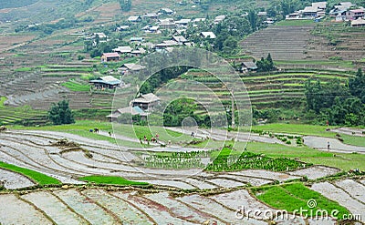 Hmong people working on the field in Lai Chau, Vietnam Editorial Stock Photo