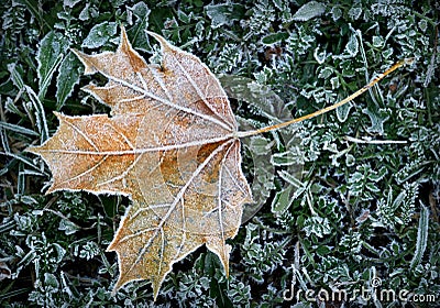 Hoar-frost Stock Photo