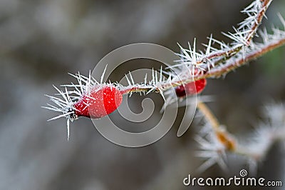 Frozen ice crystals from a hoar frost as the UK continues with sub zero cold spell Stock Photo