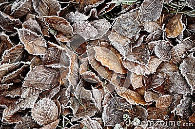 Hoar frosted fallen beech leaves Stock Photo