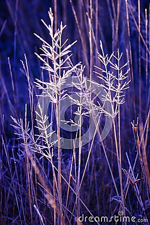 Hoar frosted grasses, wintertime Stock Photo