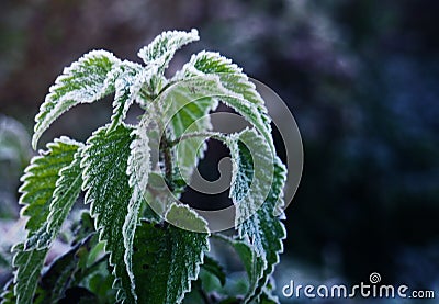 Hoarfrost leaves as background, background, autumn scene Stock Photo