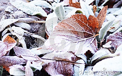 Hoarfrost leaves as background, background, autumn scene. Dry maple leaves, covered with frost, on the ground in the fall Stock Photo