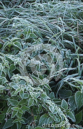 Hoarfrost on the leaves of nettle and sedge grass. Stock Photo