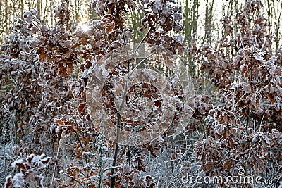 hoarfrost on oak leaves, fairytale winter, Christmas time, Quercus Stock Photo
