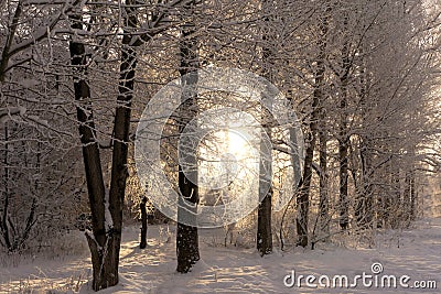 Hoarfrost and snow in the landscape at the edge of the forest Stock Photo