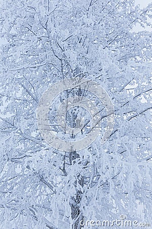 Hoarfrost snow on tree trunk at winter Stock Photo