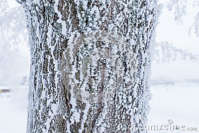 Hoarfrost snow on tree trunk at winter Stock Photo