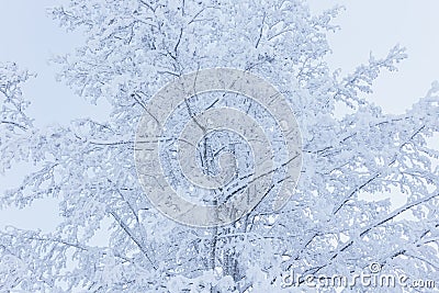 Hoarfrost snow on tree trunk at winter Stock Photo