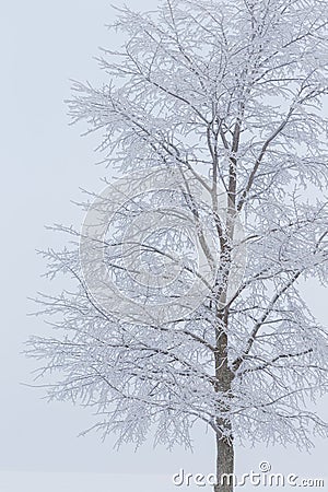 Hoarfrost snow on tree at winter Stock Photo