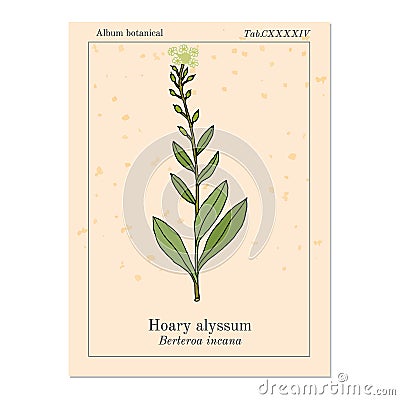 Hoary alyssum Berteroa incana , medicinal plant. Vector Illustration