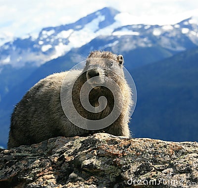 Hoary Marmot in the Alpine Stock Photo