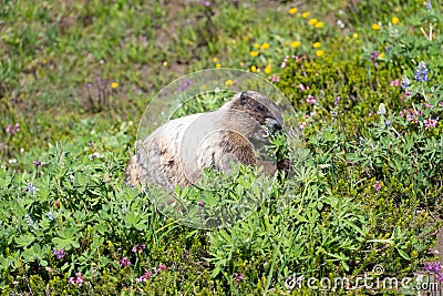 Hoary Marmot at Mount Rainier National Park eating lupin flowers Stock Photo