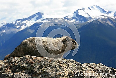 Hoary Marmot Profile Stock Photo