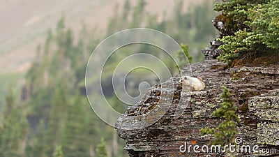 Hoary Marmot on a rocky ledge with mountain slope in background Stock Photo